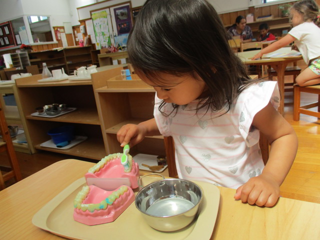 Little Earth Montessori Panmure
